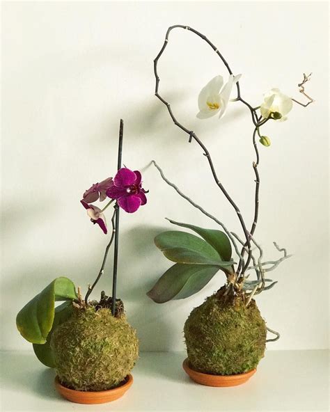 Kokedama orchid moss ball DIY plants indoor Penny Royal | Diy plants indoor, Diy moss ball, Diy ...