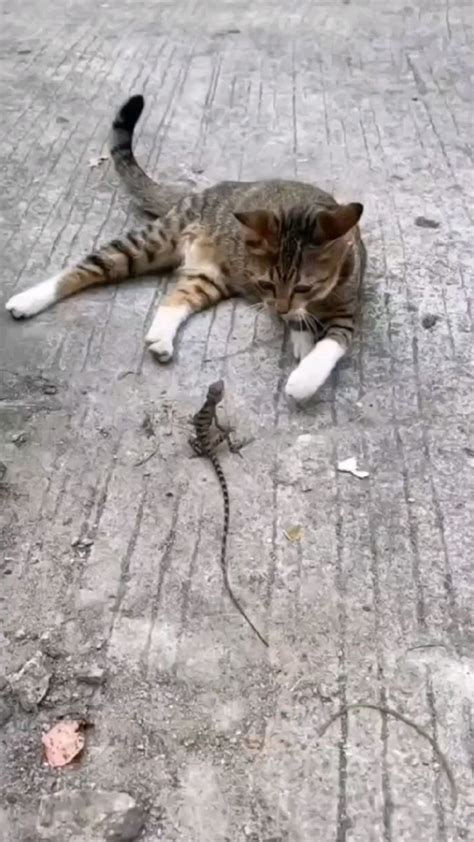 Cat is having fun with the small lizard 🦎 | Funny animals, Funny animal ...