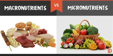 15 Differences between Macro-nutrients and Micro-nutrients - Public Health Notes