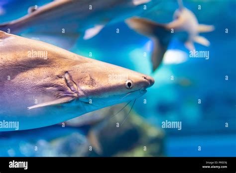 Iridescent shark in a private aquarium, Suphanburi, Thailand Stock Photo - Alamy