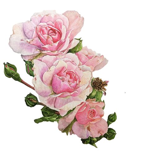 watercolor pink roses :: Behance