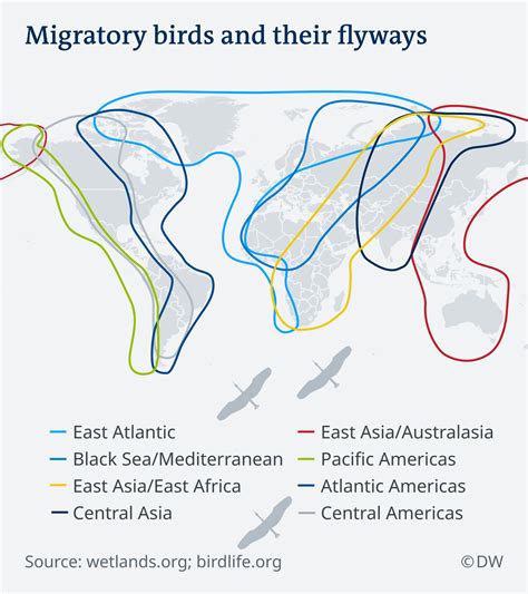 The science of migratory birds | Science| In-depth reporting on science ...