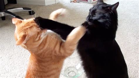 EPIC Cat Fight Compilation! - YouTube