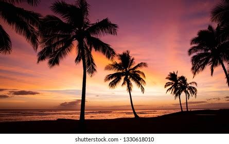 Hawaii Palm Tree Sunset Stock Photo 1330618010 | Shutterstock