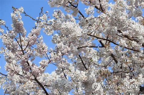 Cherry blossoms on Jeju Island | Yonhap News Agency