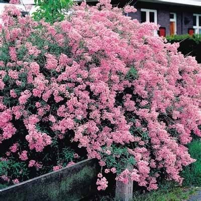 Dwarf Lilac That Blooms All Summer. | Dwarf lilac, Shrubs, Plants