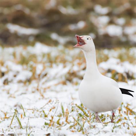 Snow Goose: A Majestic Bird in the Ecosystem