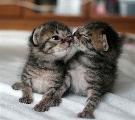 kissing kittens on Tumblr