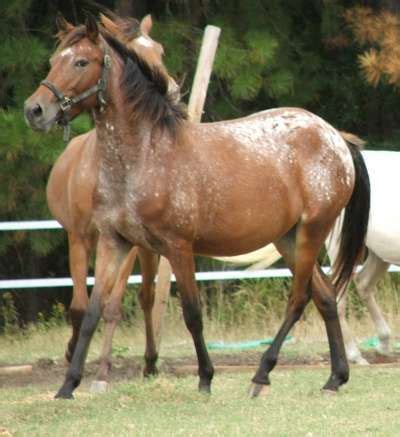 Spanish Jennet Horse Info, Origin, History, Pictures