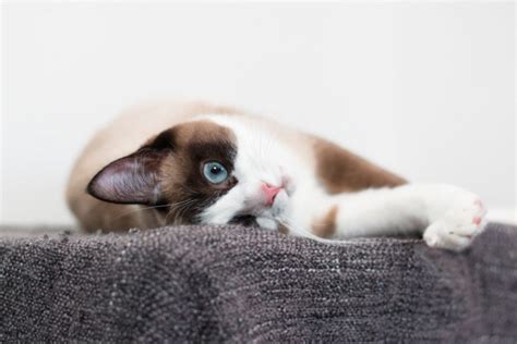 5 Best Snowshoe Cat Breeders -Quality Over Quantity