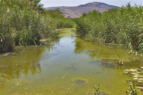 Stagnant water. Stagnant water covered by ooze and mountains in the distance , #SPONSORED, # ...