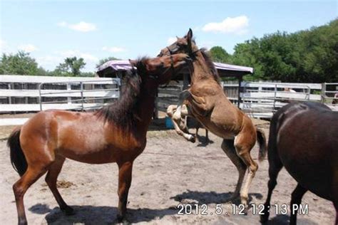 Wild Horse Mustang Rescue with Fronteering