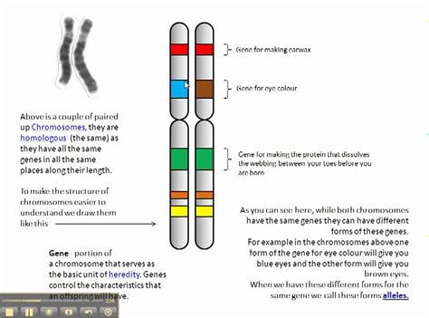 Gallery For > Genes And Alleles