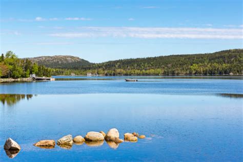 110+ Newfoundland Gander Stock Photos, Pictures & Royalty-Free Images - iStock