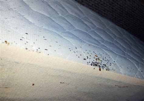 Pests We Treat - Severe bed bug infestation in Red Bank, NJ - Bed bugs on mattress