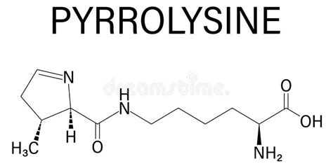 Pyrrolysine or L-pyrrolysine, Pyl, O Amino Acid Molecule. Skeletal ...