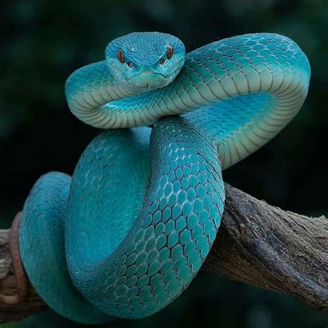 Pin by Adriw Seven on Insects Life and Reptiles | Snake, Snake wallpaper, Viper snake