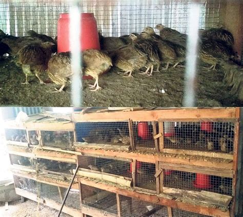 Dhading farmers turn to quail farming - myRepublica - The New York Times Partner, Latest news of ...