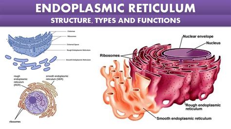 Endoplasmic Reticulum Structure, Types and Functions | Class 11 & NEET Free Notes - Rajus Biology