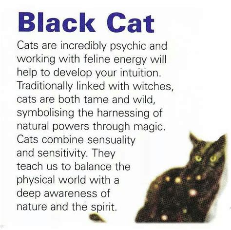 spiritual meaning of black cats in dreams - Elenora Huey