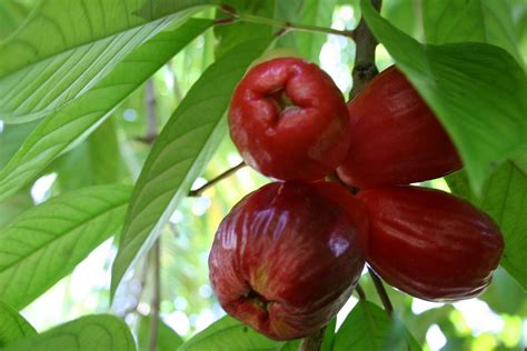 Pumarosas (Rose Apples) Puerto Rico | Fruits from around the World | Pinterest | Puerto rico ...