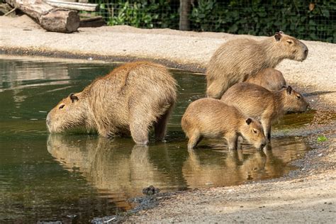 Capybara Rodent Mammal - Free photo on Pixabay