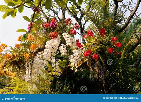 Colorful Orchids in Garden. Orchidaceae Stock Photo - Image of springtime, orchid: 172970256