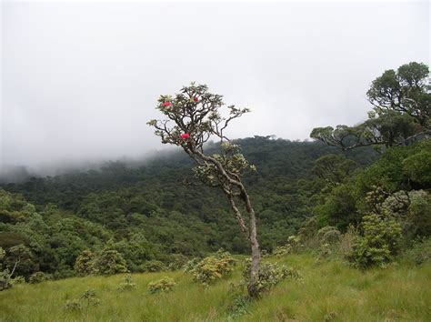 Sri Lanka - Nature: Horton Plains National Park