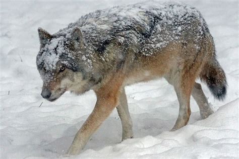 Lobo Rojo - Conoce a una de las especies de lobos más llamativa