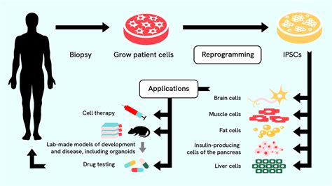 What Is Stem Cell Research? - CZI Blog