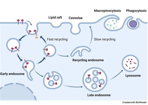 Endocytosis: Structure, Pinocytosis, and Phagocytosis