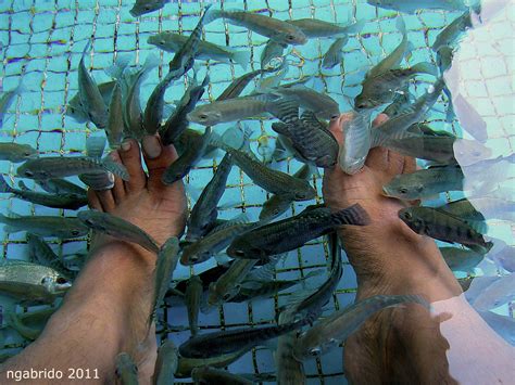 Photo Blog: Doctor Fish