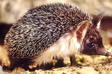 Desert Hedgehog - Defensive Desert Survivor | Animal Pictures and Facts | FactZoo.com