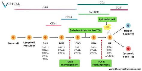 Cd3 Mature T Cells – Telegraph