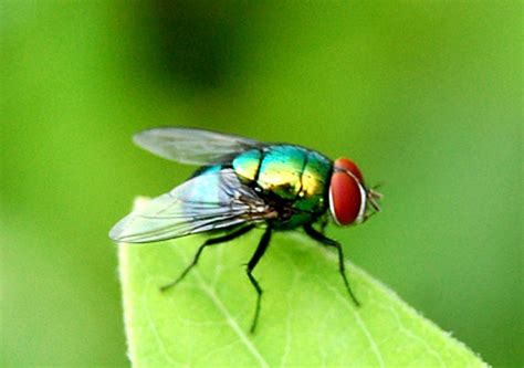 Blowfly ~ Insects World