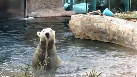 Crazy Polar Bear at San Diego Zoo - YouTube