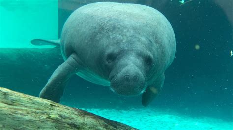 11 Locations To See Manatees In Florida - My Cornacopia