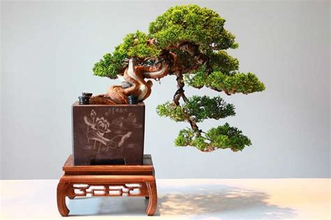 How to Trim and Shape a Cascade-Style Bonsai