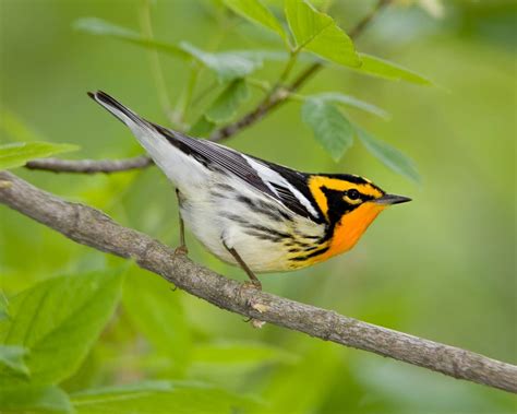 Blackburnian Warbler - eBirdr