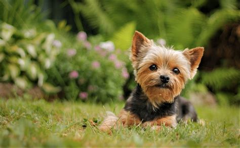 Yorkie Wallpapers - Top Free Yorkie Backgrounds - WallpaperAccess