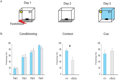 Fear conditioning performance. (a) Representation of the FC protocol ...