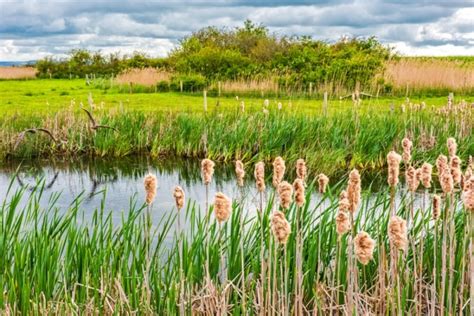 WWT Steart Marshes, Somerset | Photos & Visiting Information