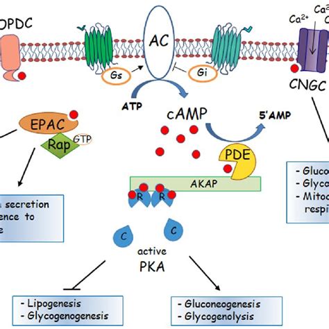 Receptor densities (Bmax, number of receptors per cell), determined as ...