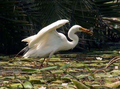 Intermediate Egret photo image 9 of 16 by Ian Montgomery at birdway.com.au