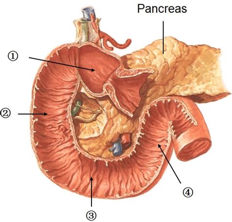 parts of the duodenum | Nursing:) Digestive | Pinterest | The o'jays