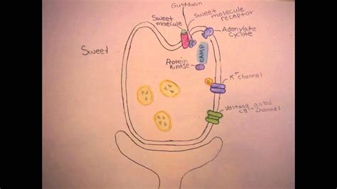 Gustatory System! (taste) - YouTube