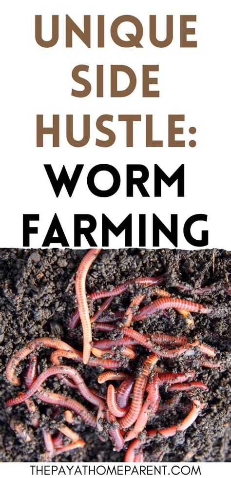 8 Steps to Start Worm Farming for Profit (“Red Wigglers”)