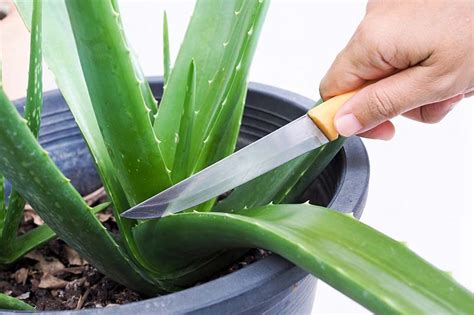 How to Root Aloe Vera Cuttings and Separate Pups