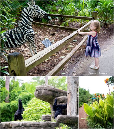 4 reasons to visit: a Riverbanks Zoo review