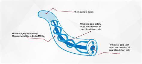 What is Cord Blood? | CryoCyte Cord Blood Banking